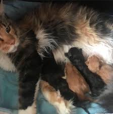 The cream maine coon cats are a little like the white maine coons but differ in their beautiful looks. Adorable Maine Coon Cats Kitten For Rehoming Near Me Home Facebook