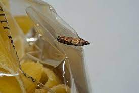 how do you get rid of pantry moths