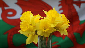 daffodils front welsh flag Stock Footage Video (100% Royalty-free) 23766439  | Shutterstock