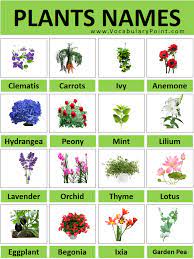 List Of Plant Names With Pictures