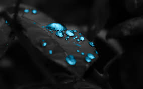 Available in hd, 4k and 8k resolution for desktop and mobile. Black Leaves Blue Drops 4k Wallpaper Best Wallpapers