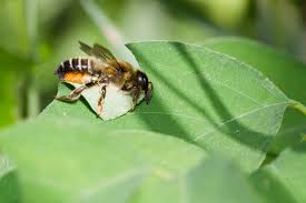Attract And Introduce Leafcutter Bees