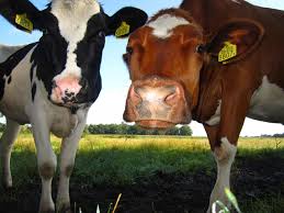 How To Identify Common Breeds Of Dairy Cattle Farm And Dairy