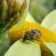 varied carpet beetles learn about nature