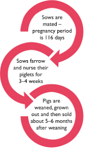 Production Cycle Aussie Pig Farmers