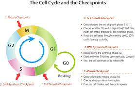 The cell cycle coloring worksheet. 7 5 Cell Cycle Checkpoints Biology Libretexts