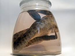 Wet Specimen Sale - Snakes, Rat, Opossums, Anoles (pictures included) |  Taxidermy.net Forum