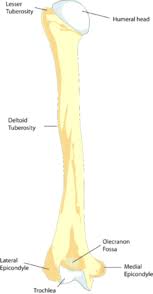 The femur is the longest and strongest bone of the body, present in the thigh (latin femur = thigh). Olecranon Fossa Wikipedia