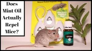 You could also combine peppermint oil with water to make your own natural mouse repellent spray! Does Mint Oil Actually Repel Mice Let S Test It Out With Real Mice Youtube