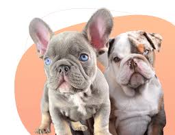 english french bulldog puppies more