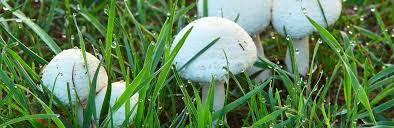 Mushrooms are the fruits of the fungus world. How To Prevent Mushrooms On Lawns Lovethegarden