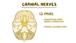 Related online courses on physioplus. Cranial Nerves Osmosis