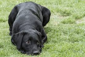 Puppies for sale, dogs for sale from dog breeders. Labrador Tops Most Popular Dog Breed List For 29th Year In A Row Smart News Smithsonian Magazine