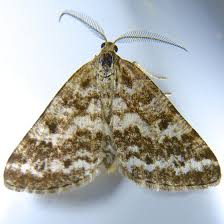 eufidonia convergaria powder moth