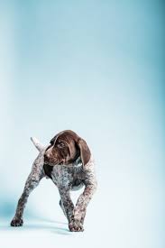 puppy love german shorthaired pointers
