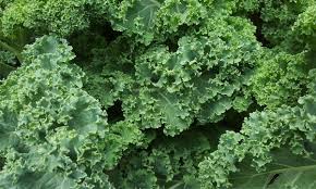 Kale What You Need To Know About This Superfood