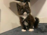We did not find results for: Maine Coon Cats Kittens For Sale Page 2 5 Gumtree