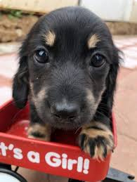 miniature dachshund breeder