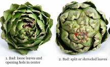 How do you tell if an artichoke has gone bad?