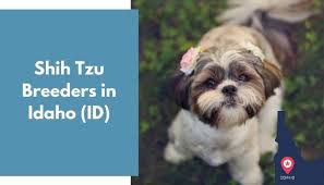 These shih tzu puppies are all born and raised in our home, we own b. 5 Shih Tzu Breeders In Idaho Id Shih Tzu Puppies For Sale Animalfate