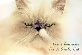 home remes for a smelly cat