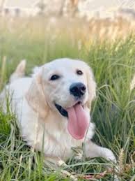 Please read and understand our contract before requesting a puppy. 5 Best Golden Retriever Breeders In Southern California 2021 We Love Doodles