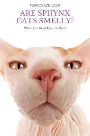 are sphynx cats smelly what you must