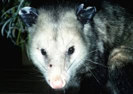 How To Get A Possum Out Of My Garage Ehow