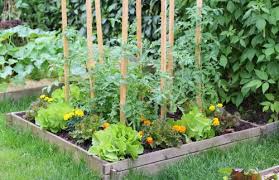 How To Start A Vege Garden Healthy
