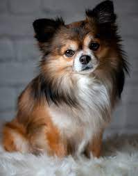 long haired chihuahua 10 traits of
