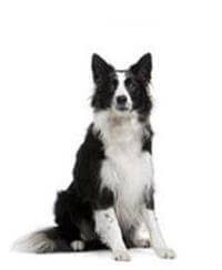 Border Collie | Small, Medium and Big Dog Breeds | Pedigree UK