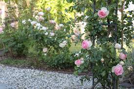 5 Best Cottage Garden Roses To Grow In