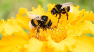 Most of the bees need regular flowers, but others need more exotic ones. Save The Bumble Bees By Planting These Flowers Cnn
