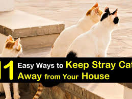 keep stray cats away from the house