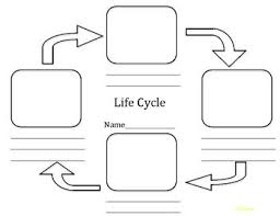 Lifecycles Life Cycles Science Education Life Cycle