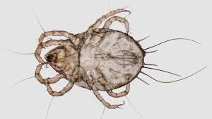 8 bugs that look like lice know the