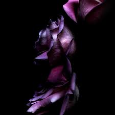 purple rose flower flowering plant