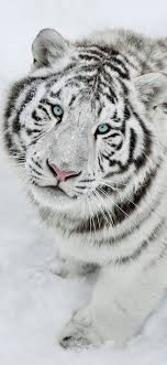 Here are only the best white tiger wallpapers. White Tiger Is Feral The King Of Forest Of Beast Of Prey Wallpapers For Iphone X Iphone Xs And Iphone Xs Tiger Wallpaper Tiger Pictures Tiger Wallpaper Iphone