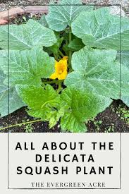 How To Grow Delicata Squash The