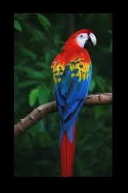 scarlet macaw in delhi at best by