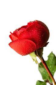 single red rose images free