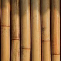 costruire in bambù - le News di professione Architetto