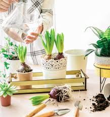 How To Grow Healthy Plants Indoors