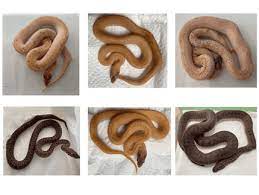 childrens carpet pythons over 60 in
