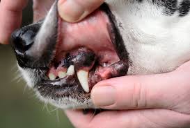 essing dog s gums dog gum color is