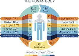 chemical composition of the human body