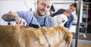 Once you've decided you need a professional pet groomer, there are a few things. The 10 Best Pet Groomers Near Me With Free Estimates