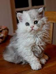The most common long haired kittens material is metal. Selkirk Rex British Shorthair Haired Kittens Kittens For Sale Pretty Cats Beautiful Kittens Selkirk Rex