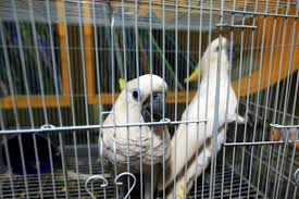 Apakah burung peliharaan anda sedang sakit? Catat Ini Hukum Jual Beli Burung Peliharaan Dalam Islam Okezone Muslim