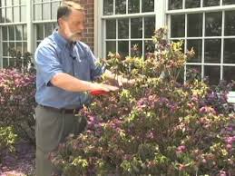 How should i plant my azalea? Pruning Rhododendron And Azaleas Youtube